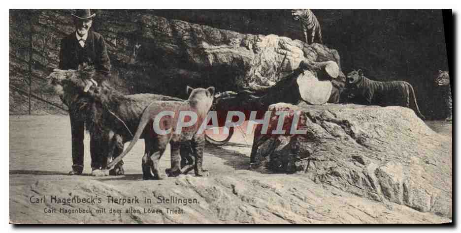 CPA Lion Carl Hagenbeck's Tierpark in Stellingen 