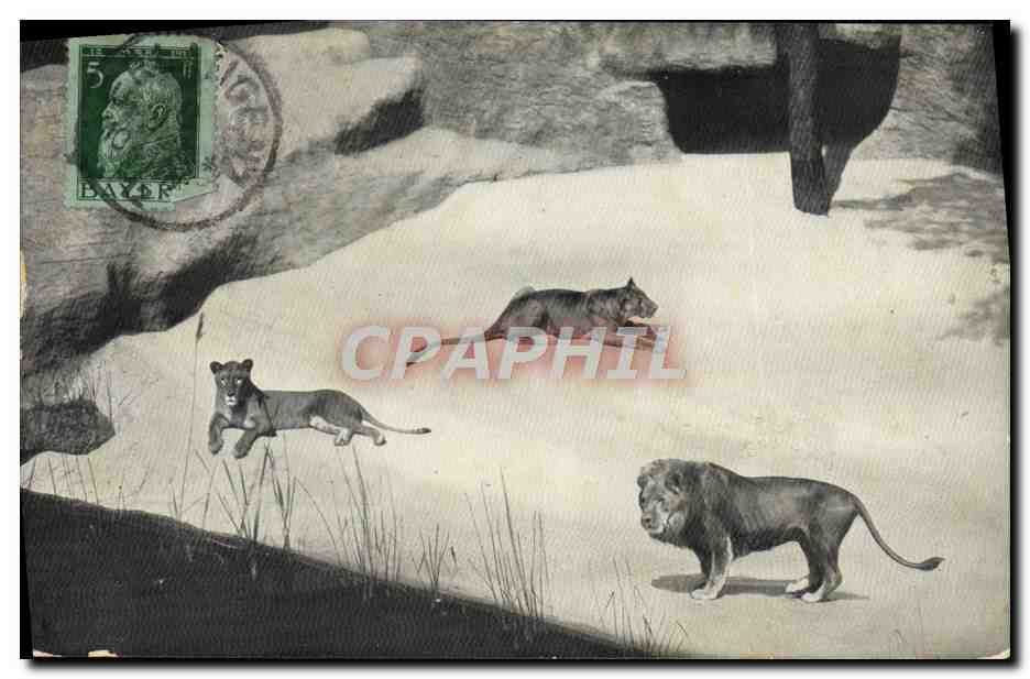 CPA Lions Tiergarten Nurnberg Lion