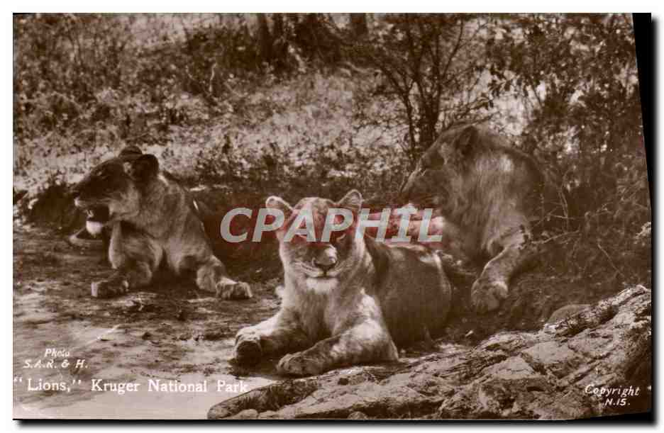 CPA Lions Kruger National Park