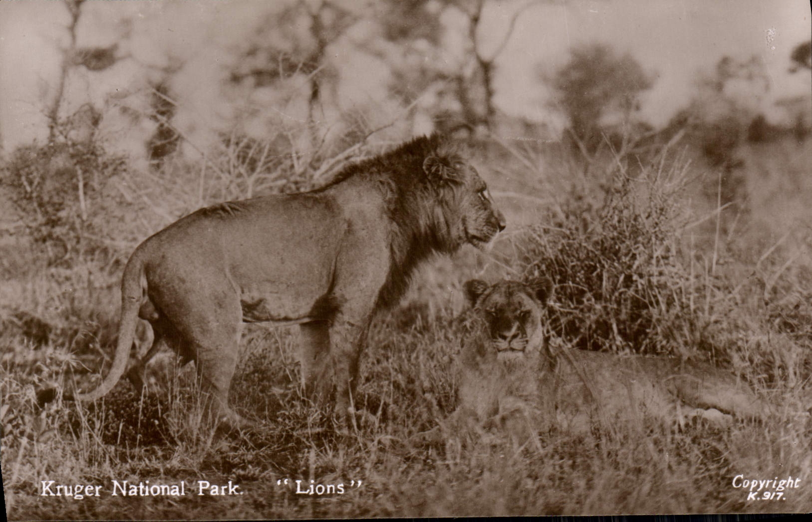 CPA Kruger National park Lions Lion