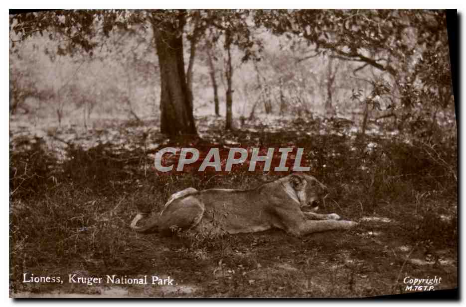 CPA Lionnes Kruger National Park Lion