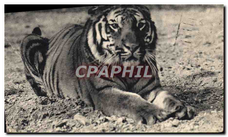 CPA Tigre du Bengale Zoo Vincennes