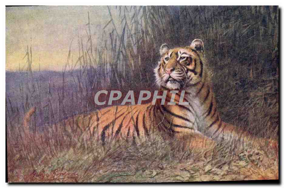 CPA Tigre