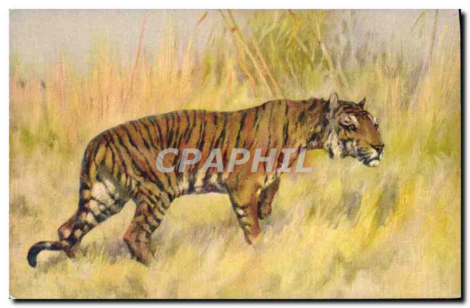 CPA Tigre