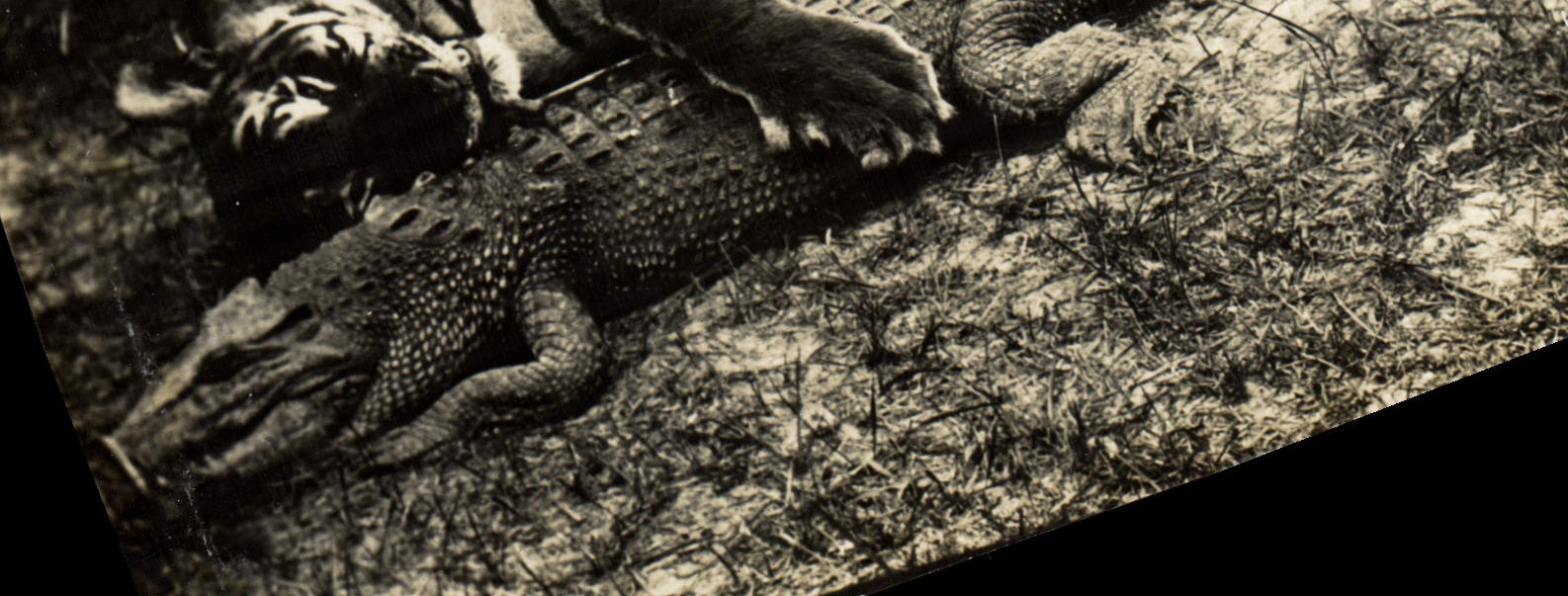 CARTE PHOTO Tigre Caiman Alligator Crocodile