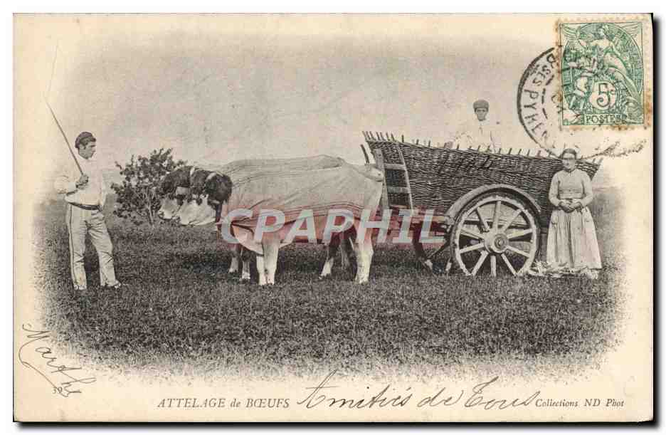 CPA Folklore Attelage de boeufs 