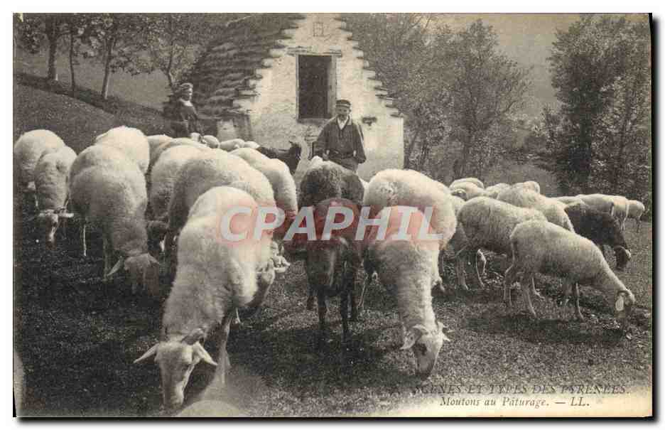 CPA Folklore Pyrenees Moutons au paturage 