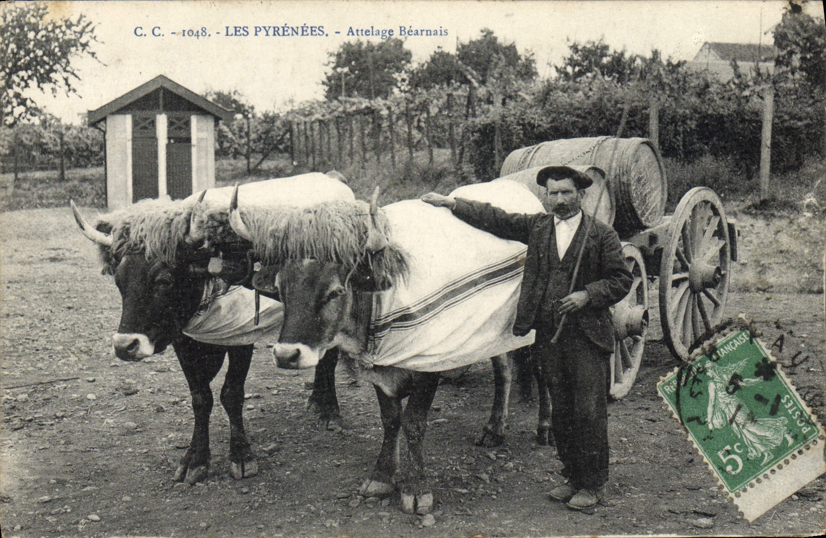 CPA Folklore Pyrenees Attelage bearnais Beoufs 