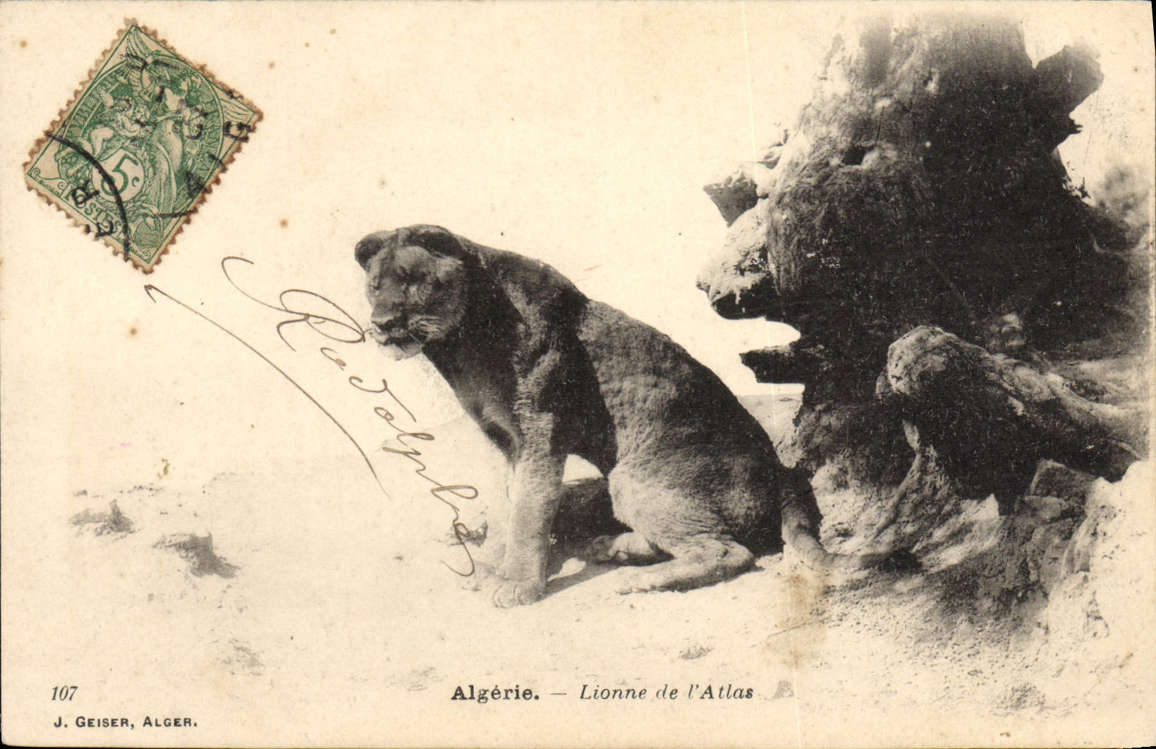 CPA Lion Algerie Lionne de l'Atlas 