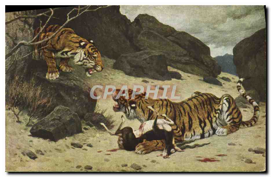 CPA Tigres Tigre G Rotig Salon de Paris 