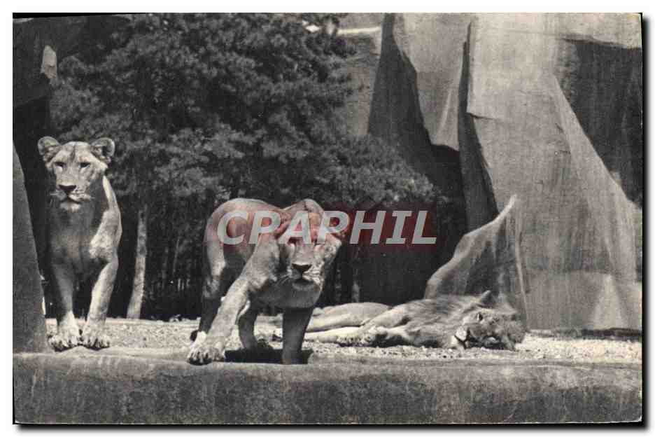 CPM Lion et lionnes sur leur plateau Parc zoologique du Bois de Vincennes Paris 