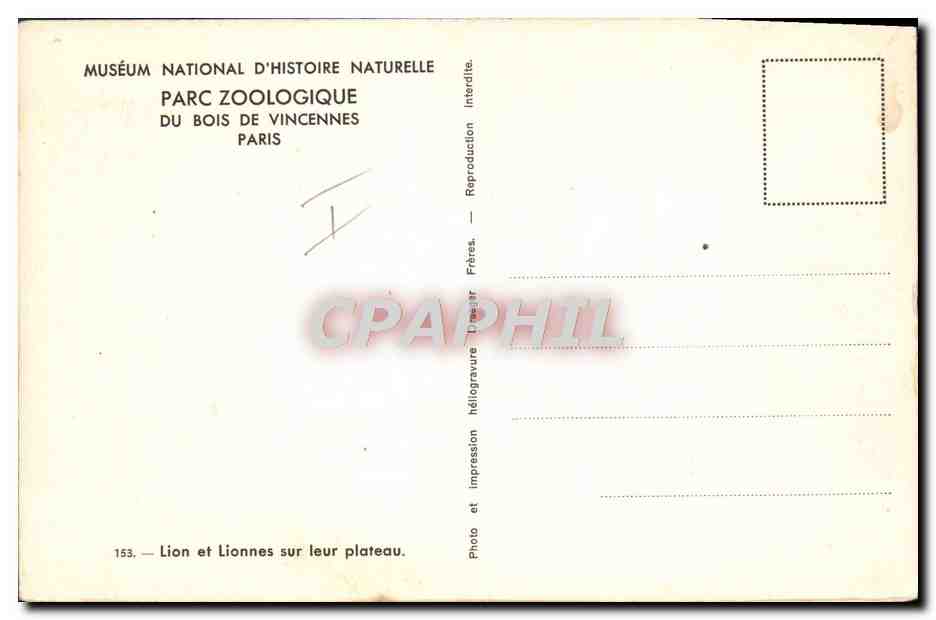 CPM Lion et lionnes sur leur plateau Parc zoologique du Bois de Vincennes Paris  — Rückseite