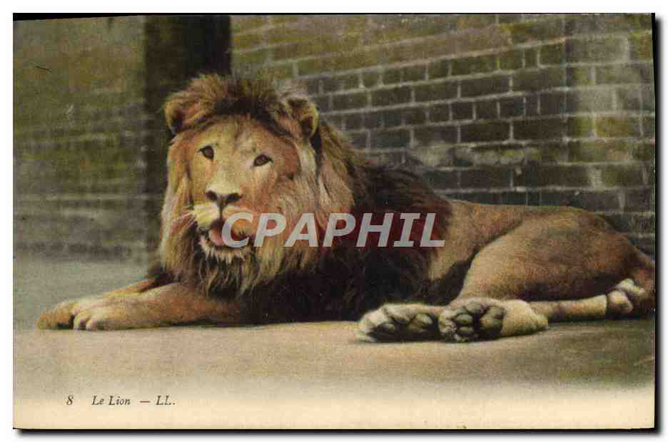 CPA Lion 