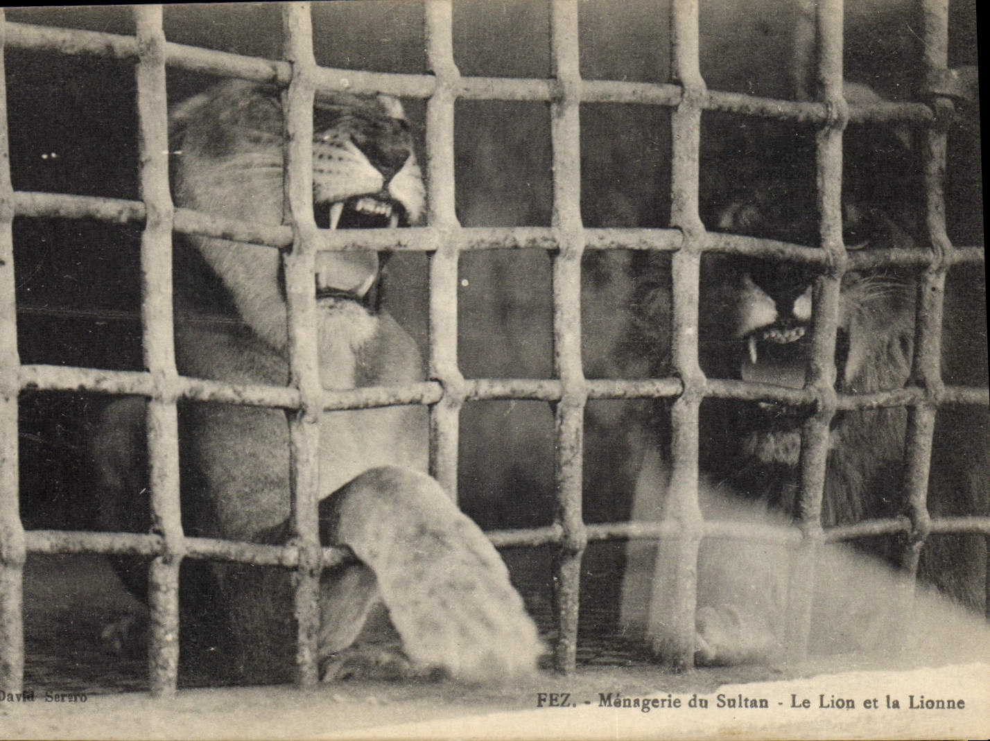 FEZ - Ménagerie du Sultan - Le Lion et la Lionne — David Serro