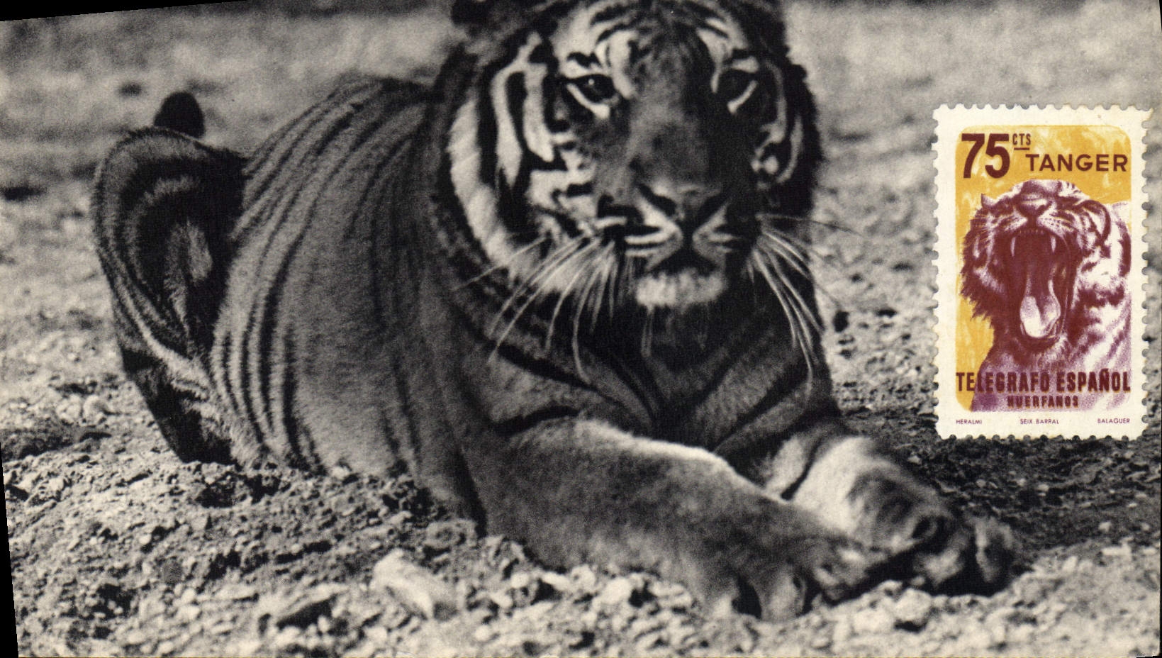 CPA Un tigre du Bengale Parc zoologique du Bois de Vincennes Paris 