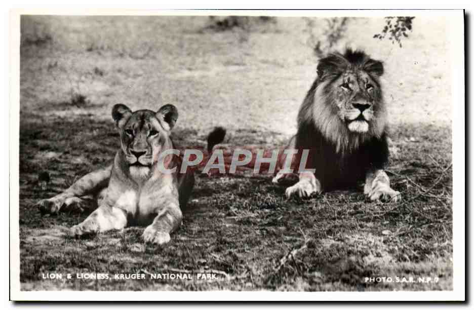 CPA Lion & Lioness Kruger National Park