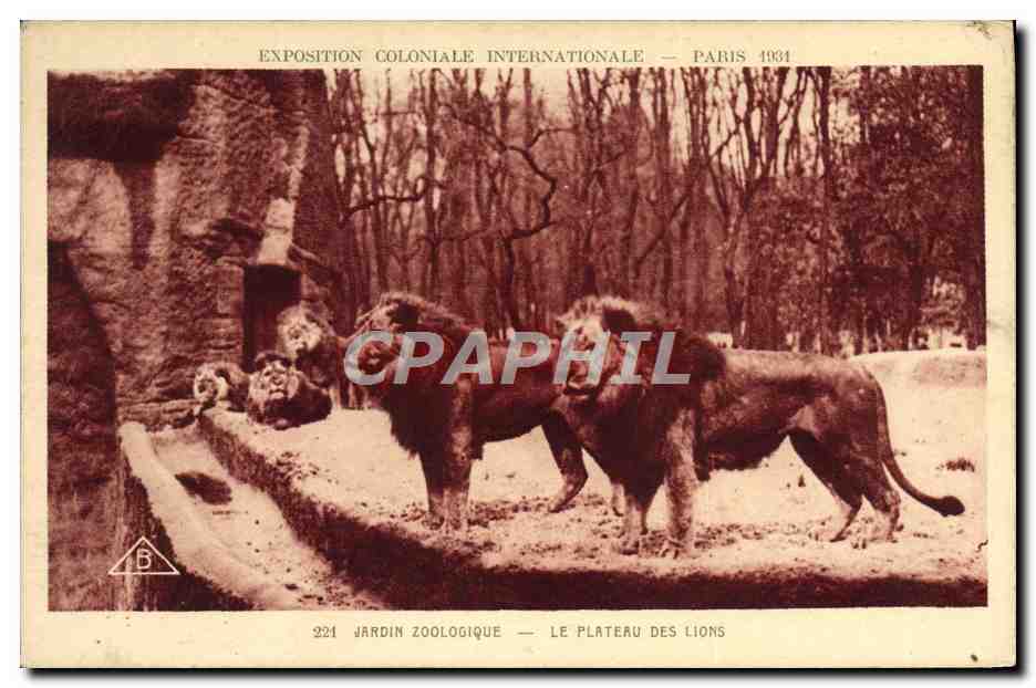 CPA Lion Exposition coloniale internationale 1931 Jardin zoologique Le plateau des lions