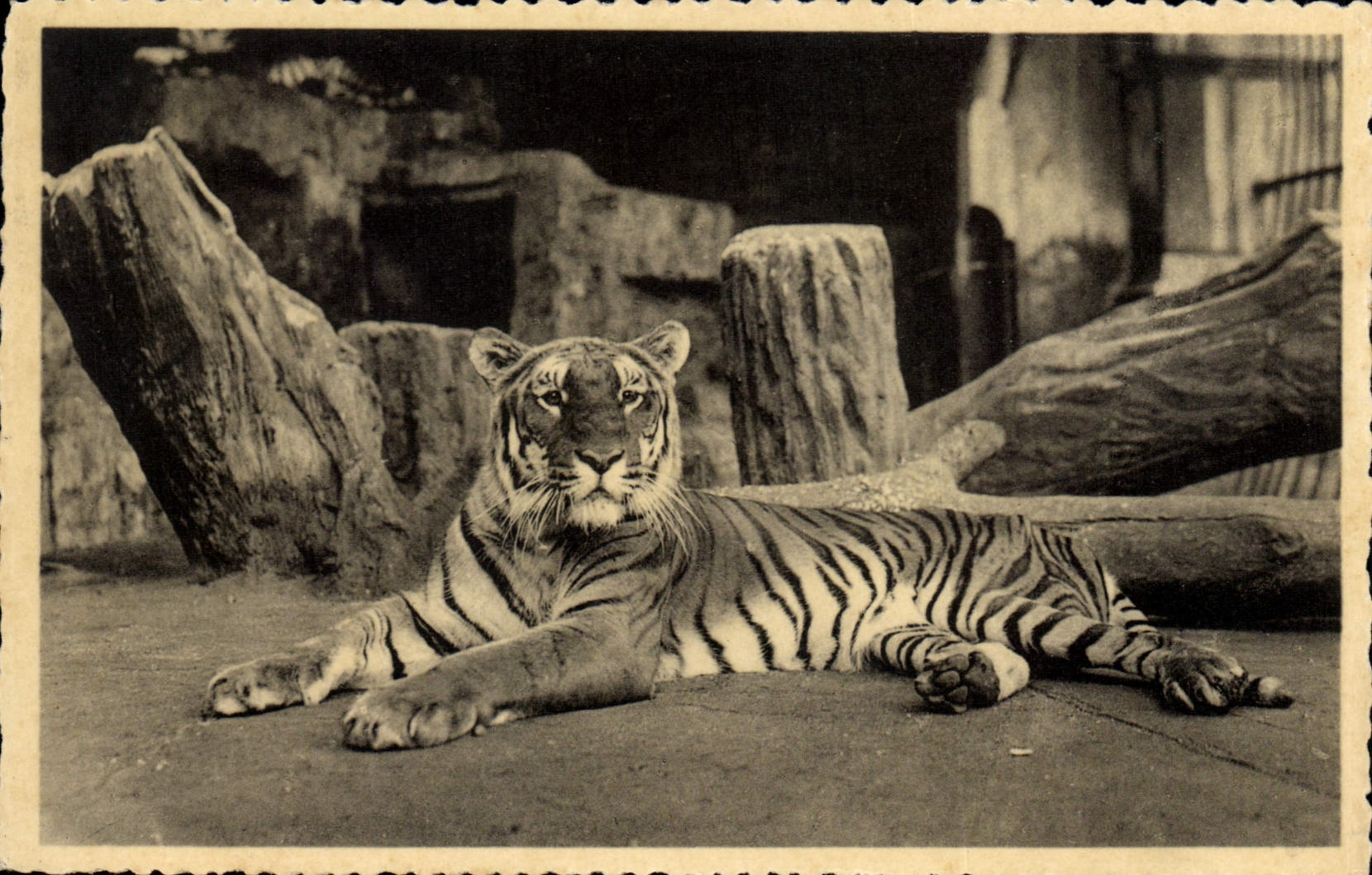 CPA Anvers Jardon zoologique Tigre