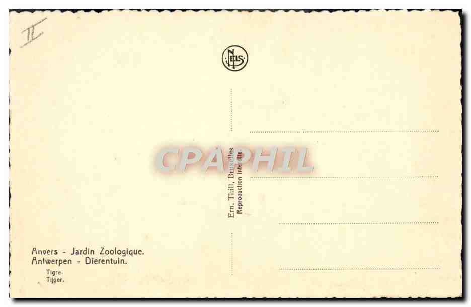 CPA Anvers Jardon zoologique Tigre — Rückseite