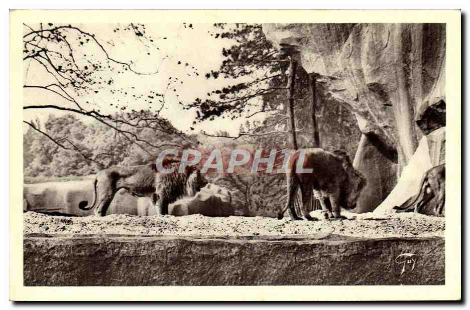 CPA Lion Paris Zoo Vincennes 