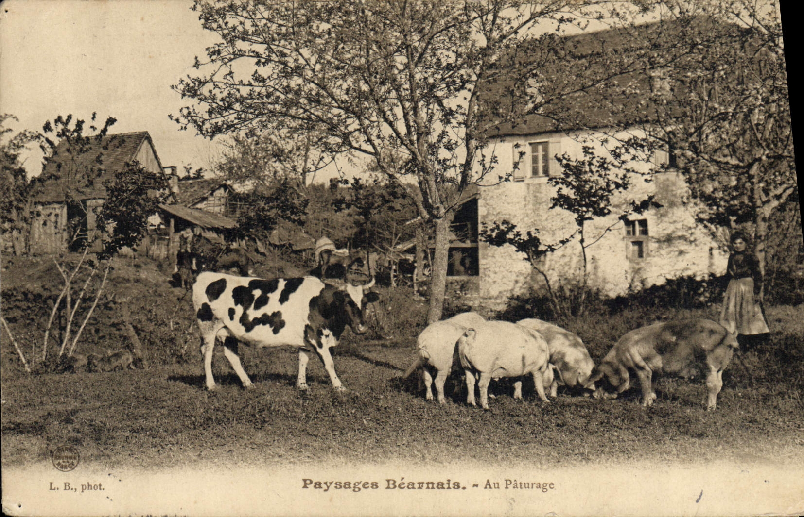CPA Pyrenees Paysage Bearnais Au paturage Vache Porc Cochon 