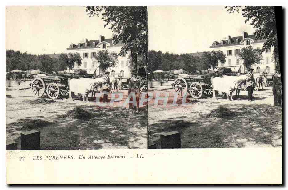 CPA Pyrenees Un attelage bearnais Boeufs 