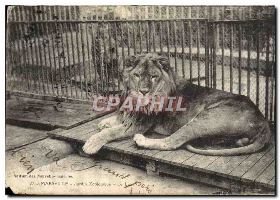 CPA Felin Lion Marseille Jarin zoologique
