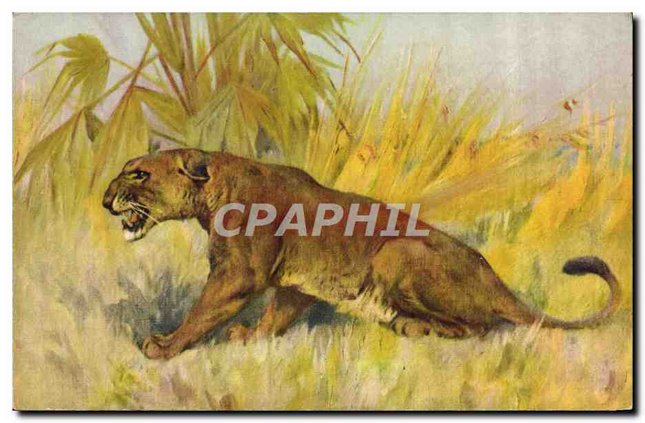 CPA Felin Lion Lionne 