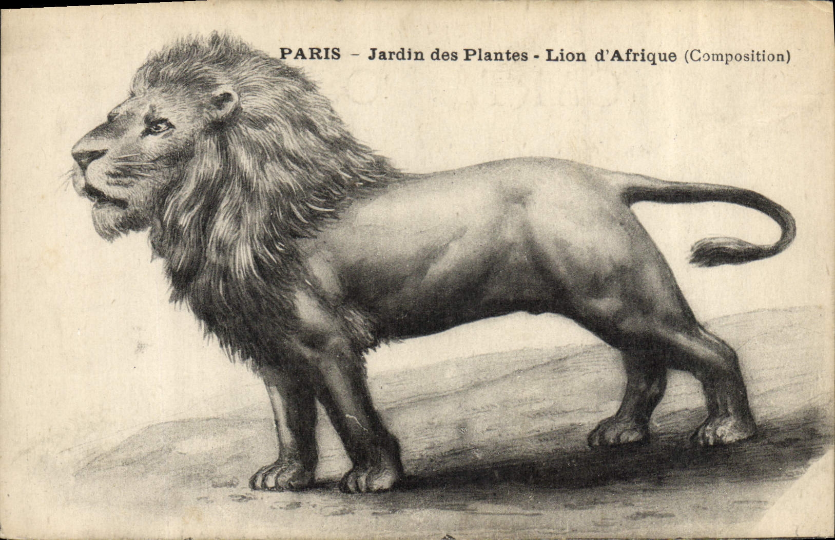 CPA Felin Lion Paris Jardin des plantes Lion d'Afrique 