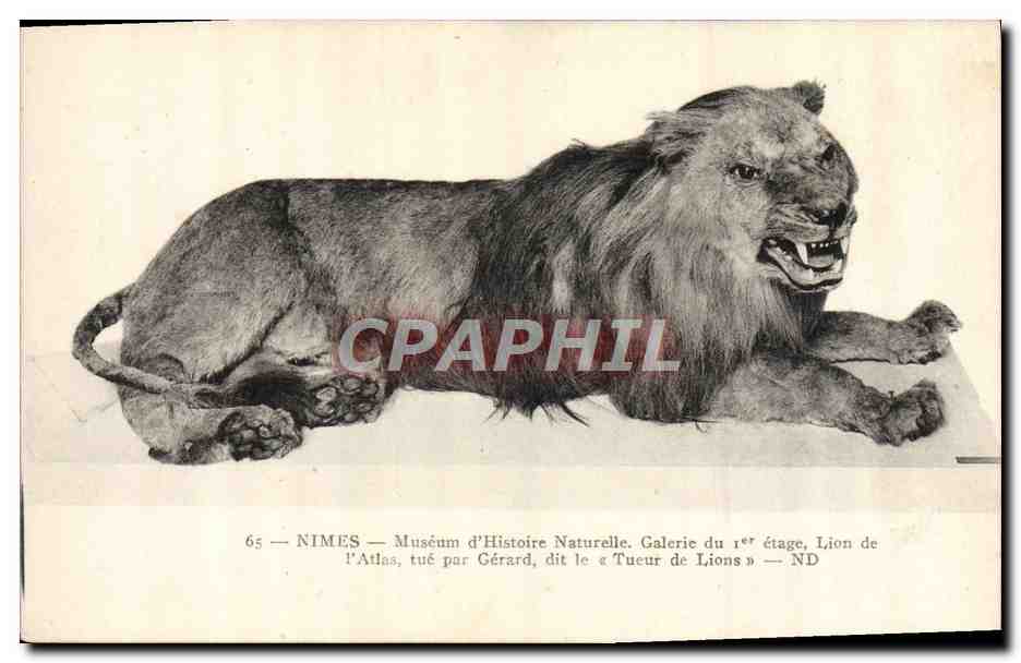 CPA Felin Lion Nimes Museum d'Histoire Naturelle 