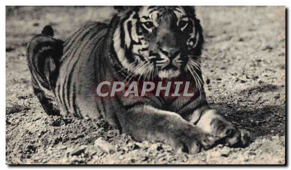 CPA Felin Un tigre du Bengale Zoo Parc zoologique du Bois de Vincennes Zoo