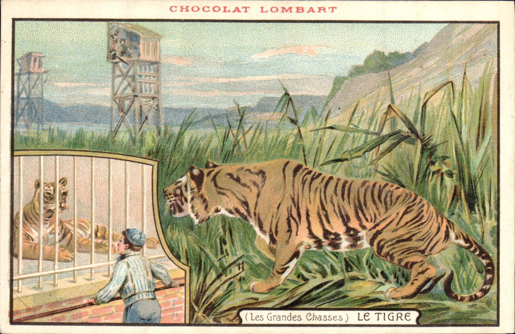 CPA Felin Le Tigre Chocolat Lombart