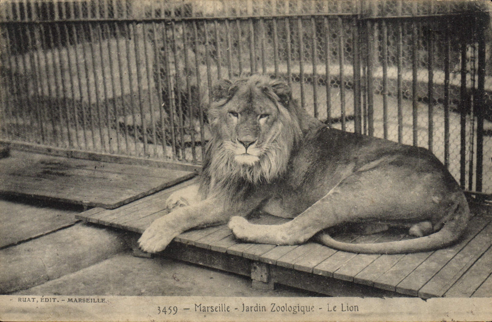 Marseille - Jardin Zoologique - Le Lion — RUAT, ÉDIT. - MARSEILLE. N° 3459