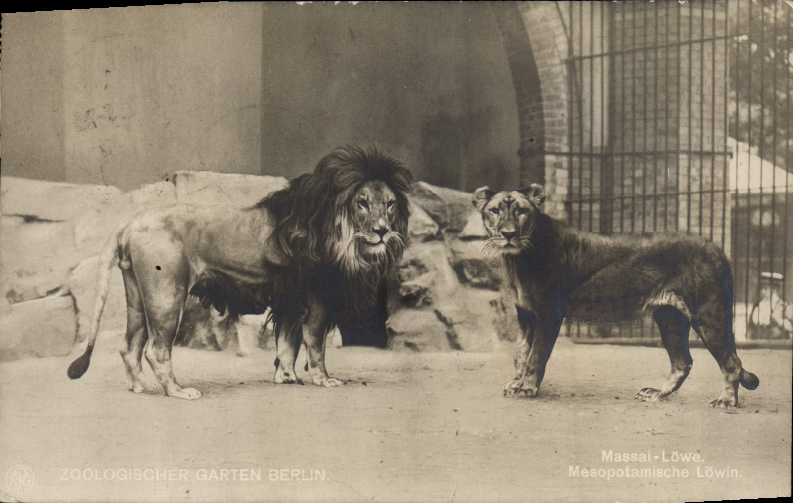 Lion et lionne de la région de Mésopotamie — ZOOLOGISCHER GARTEN BERLIN — éditeur non visible