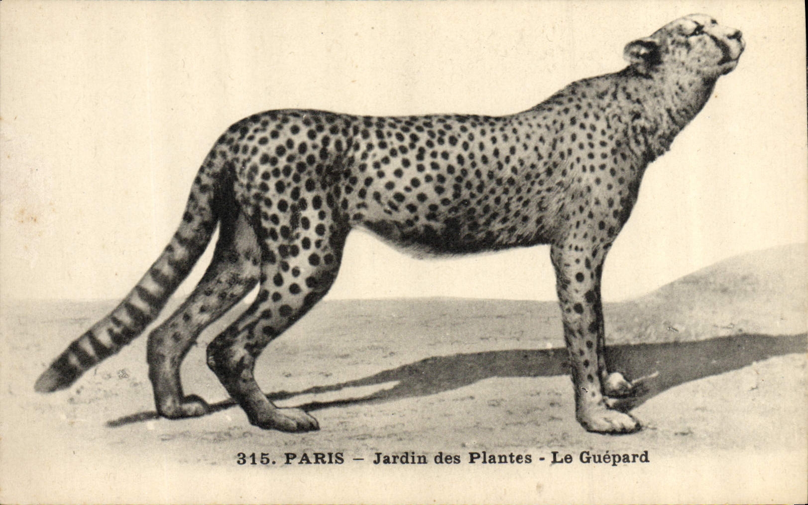 Paris - Jardin des Plantes - Le Guépard — série 315, éditeur I.P.M.