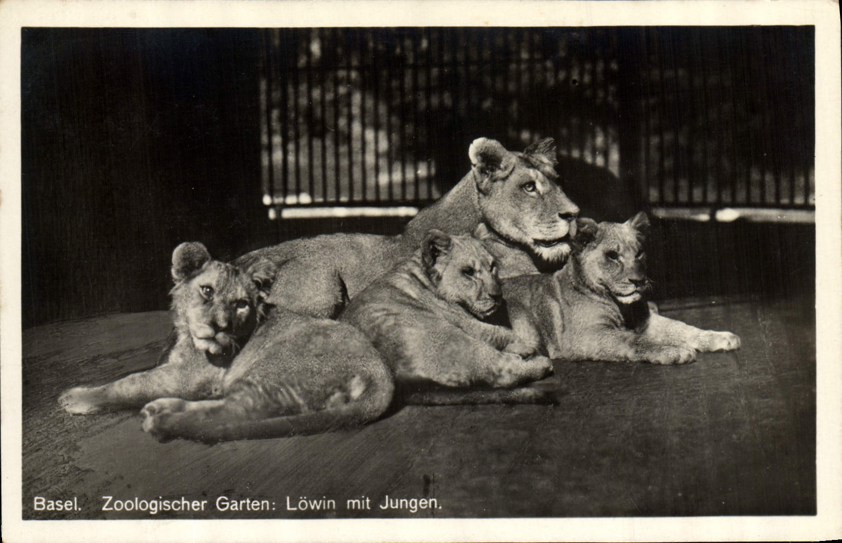 CPA Felin Lion Basel Zoo Lionne