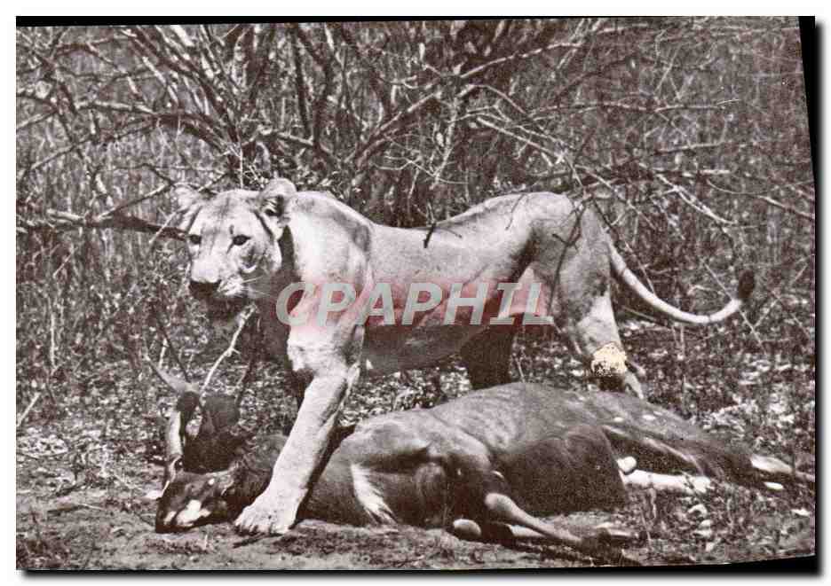 CPA Felin Lion and Inyala Kruger Park
