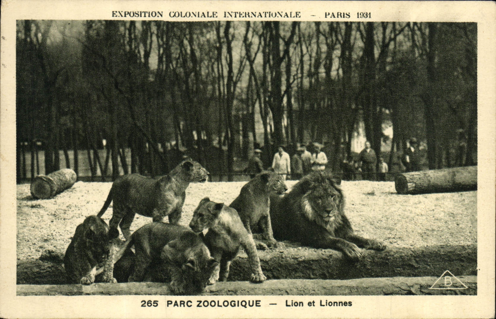 CPA Felin Lion Exposition coloniale internationale Paris 1931 Parc zoologique Lion et lionnes 