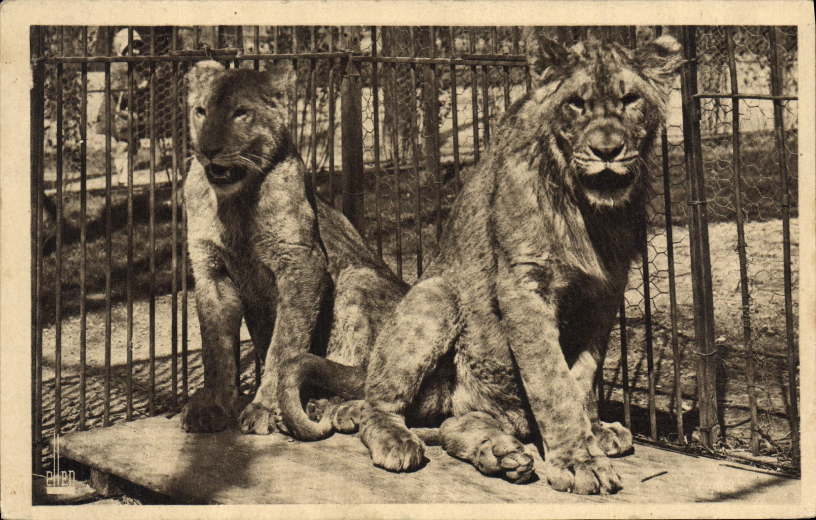 CPA Felin Lion Parx zoologique du bois de Vincennes Un jeune couple de lion Dinah et Antoun