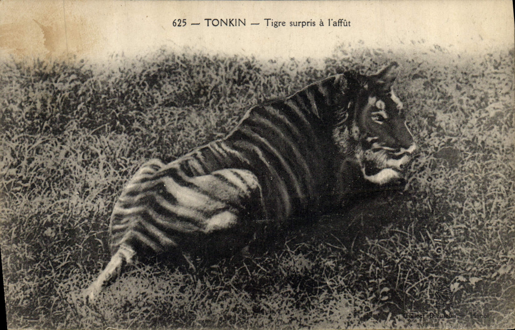 CPA Felin Tonkin Tigre surpris a l'affut Indochine 