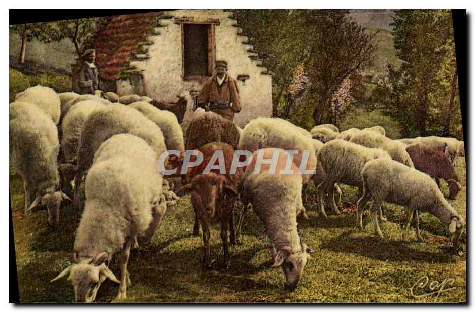 CPA Folklore Pyrenees Moutons au paturage 
