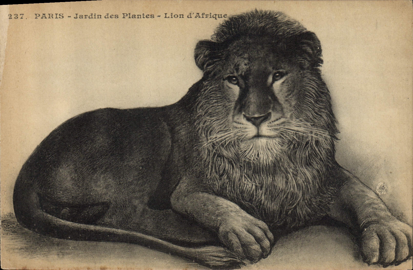 CPA Felin Paris Jardin des plantes Lion d'Afrique