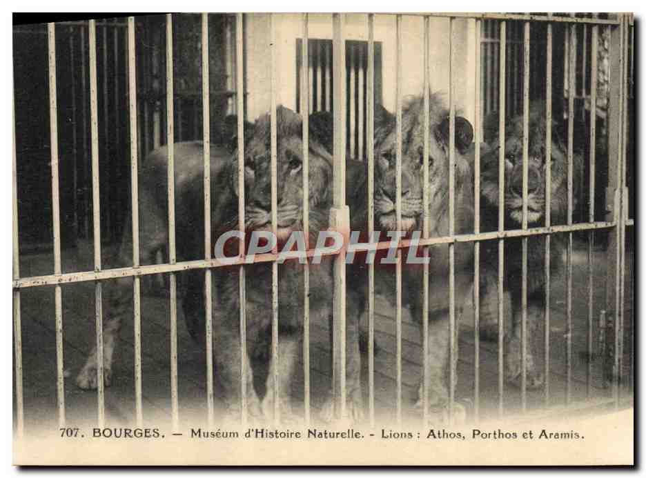 Bourges — Muséum d'Histoire Naturelle — Lions : Athos, Porthos et Aramis.