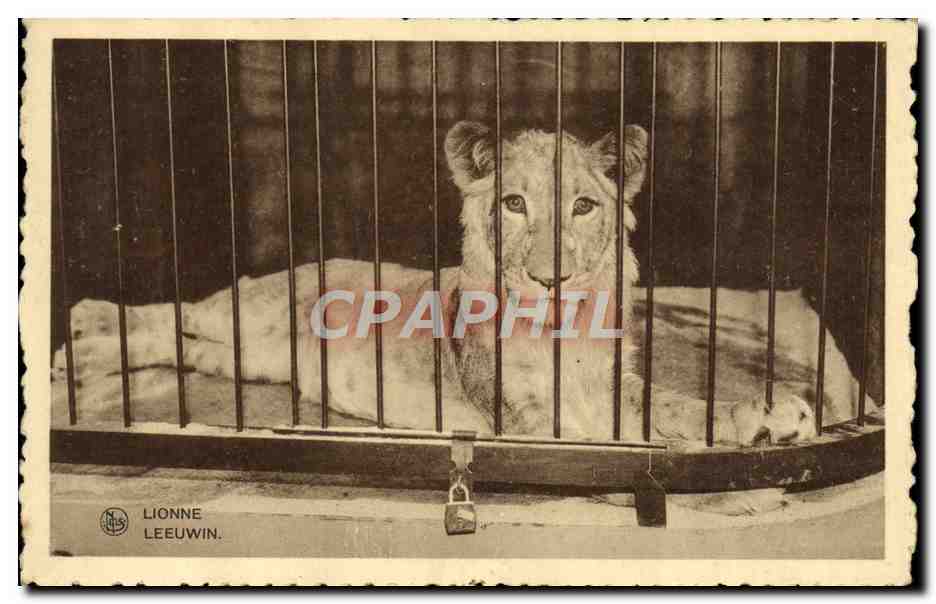 CPA Felin Lion Lionne Chocolat Martougin