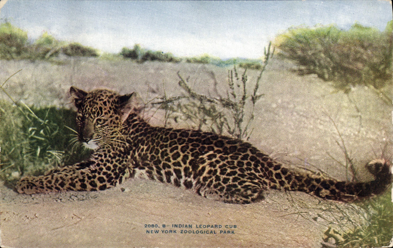 Indian Leopard Cub — New York Zoological Park — NYZP