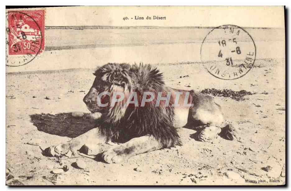 CPA Felin Lion du desert Algerie 