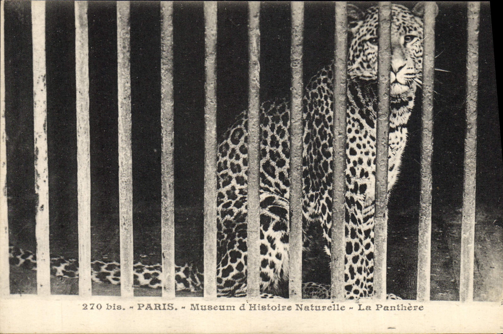 Paris — Museum d'Histoire Naturelle — La Panthère — Édition Marcel, 86, Paris