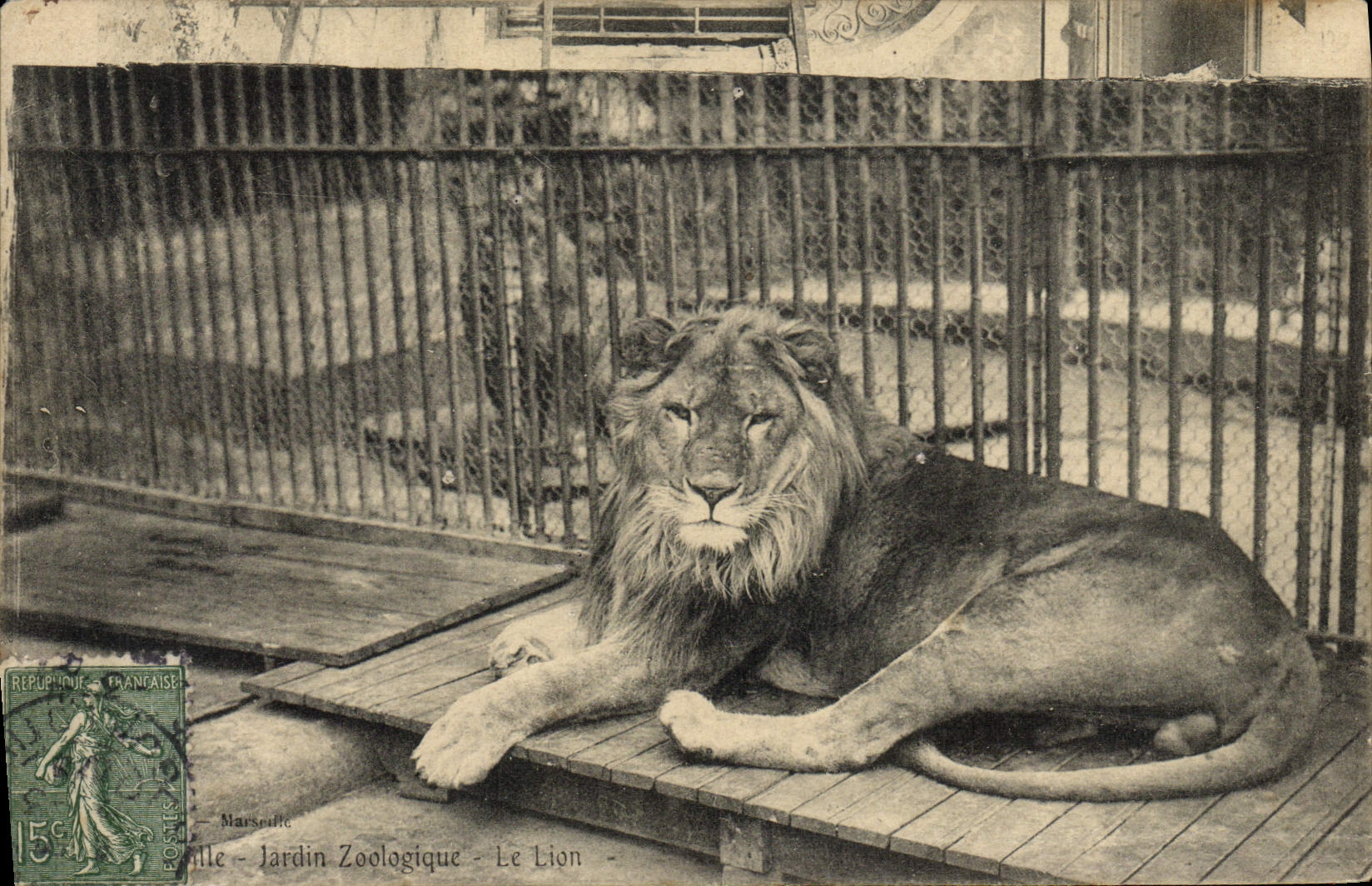 Marseille - Jardin Zoologique - Le Lion