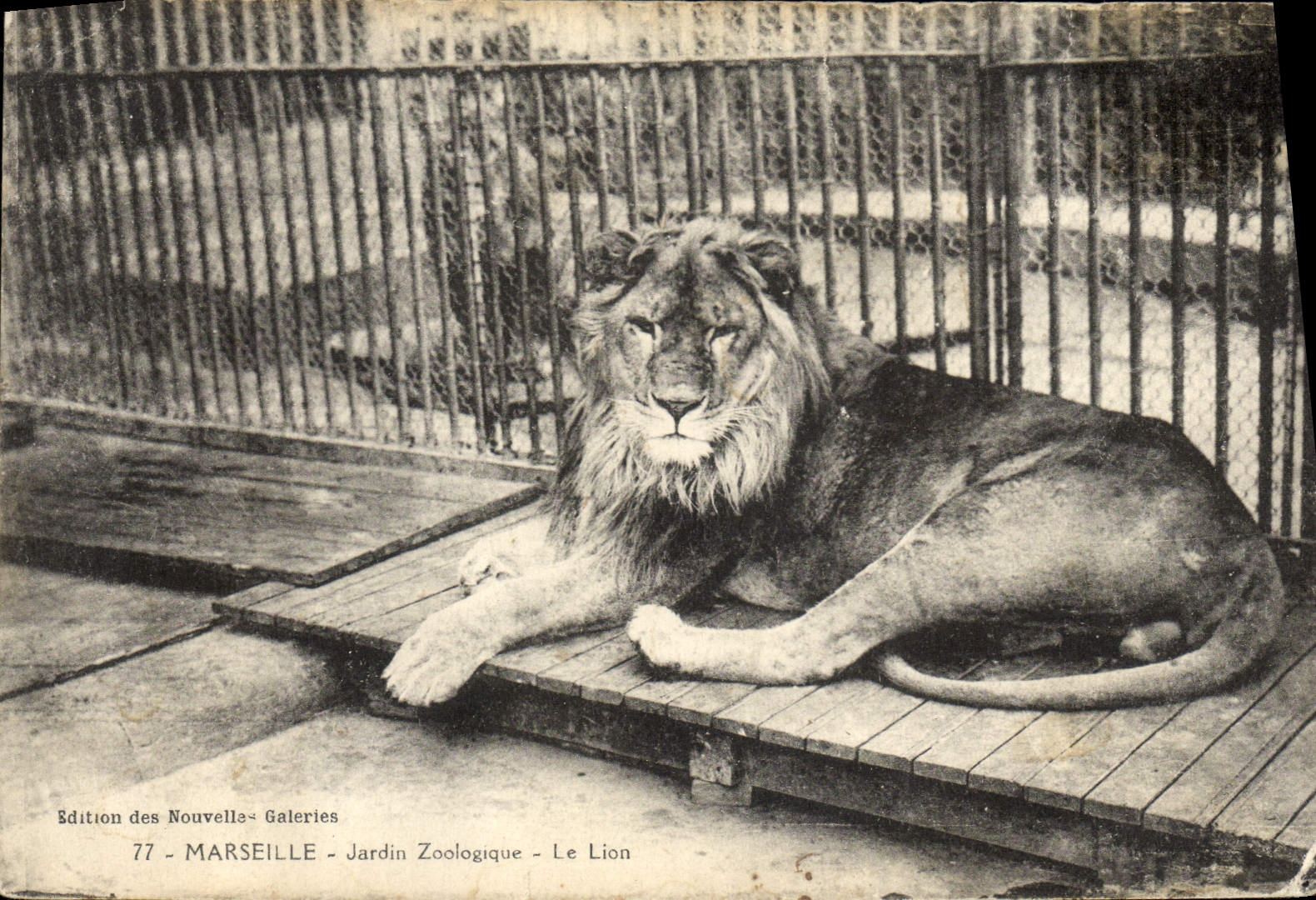 Le Lion — Jardin Zoologique — Marseille — Édition des Nouvelles Galeries, n°77