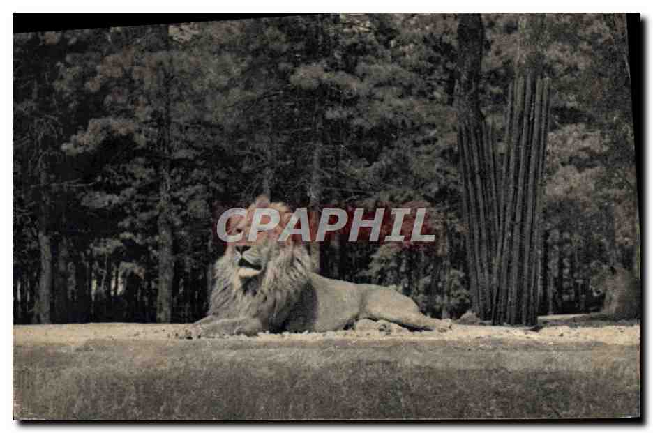 CPA Felin Lion Museum d'histoire naturelle Parc Zoologique Bois de Vincennes Un lion sur son plateau